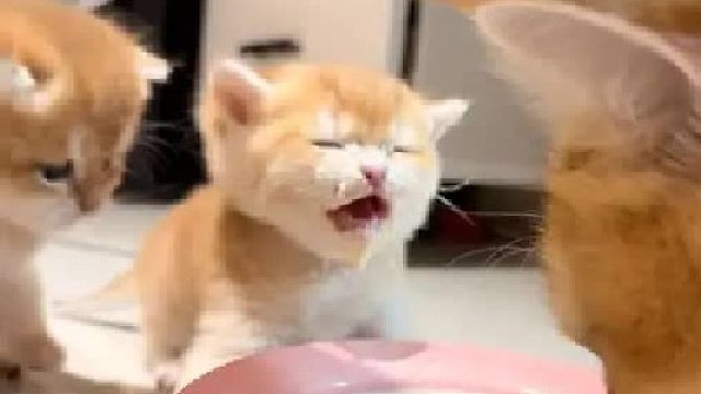 生出了一只笨蛋小猫