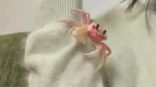 是超可爱超活泼超嫩的大眼萌～