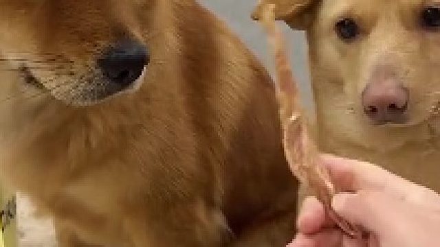 霸凌，绝对的霸凌