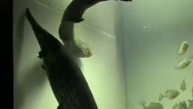 缸不养闲鱼
