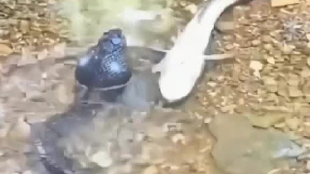 鱼：这蛇我认识，别想蒙我