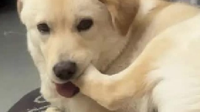 狗子日常
