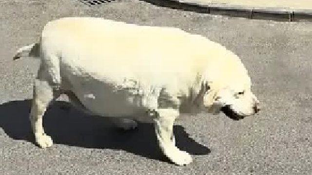 这个猪有点像狗