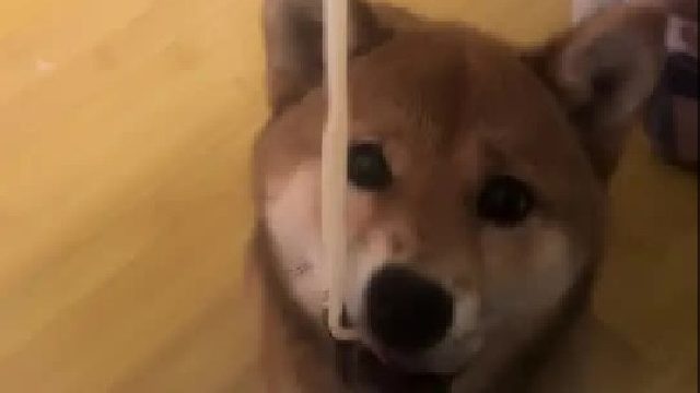 阿柴吃面条