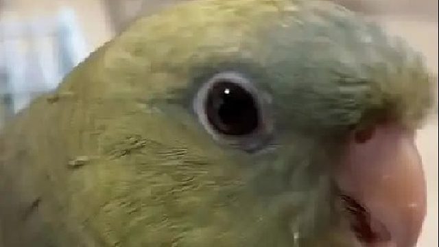 别打我电话了，我家鸟会自己“响”！
