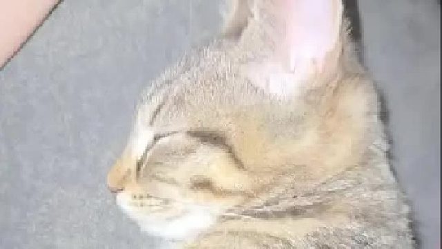 当自动喂食器的声音响起…