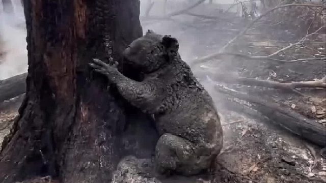 考拉母亲为了护住孩子即使被大火烧焦愣是一动不动