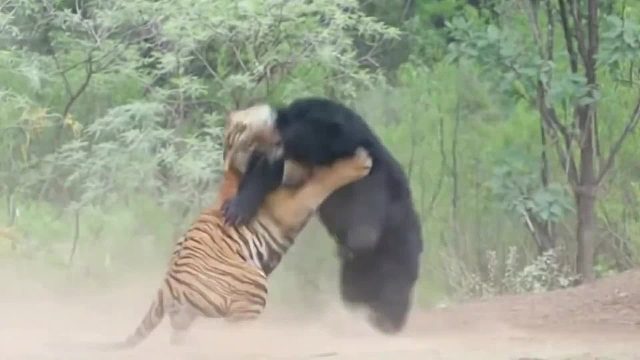 老虎与黑瞎子生死大战结局简直令人出乎意料