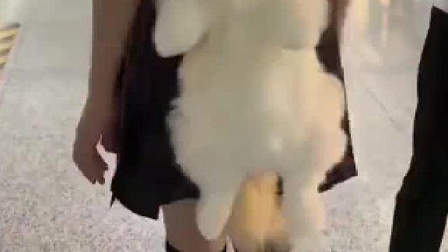 地铁高铁不是不可以带动物吗？