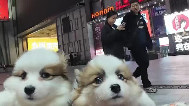 狗贩子上门送柯基回家