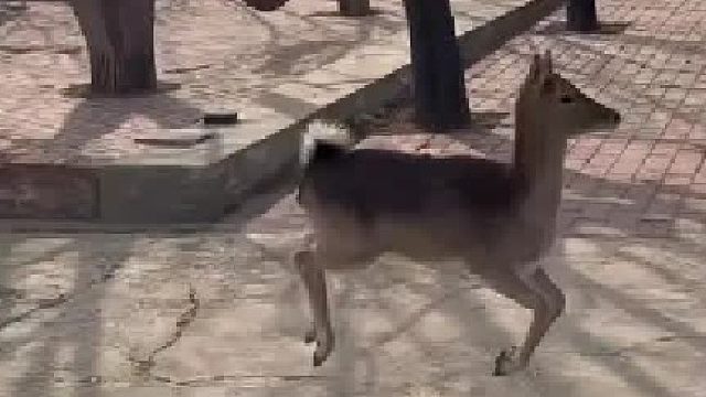 院子里的小鹿每天就是蹦啊蹦