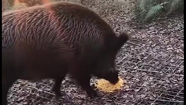国外野猪泛滥成灾村民布置各种陷阱活捉
