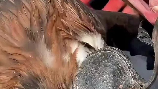 空中猛禽金雕从小便狩猎能力令人惊叹