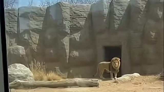 鸟妈妈不慎掉入雄狮领地