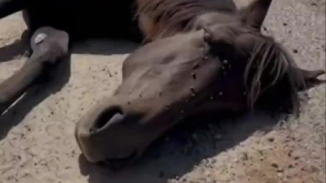 一匹瘦成皮包骨的帅马被遗弃在马路上