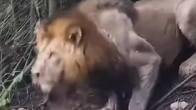 鳄鱼躲在水里伏击猎物岂料结局悲剧了