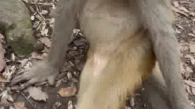 《名猿》