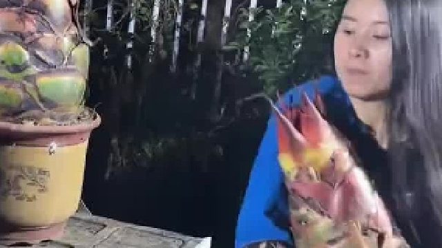 搬花的时候把花盆砸了，女子直接薅着植株就扔到车上，网友：好歹弄个盆装一下啊