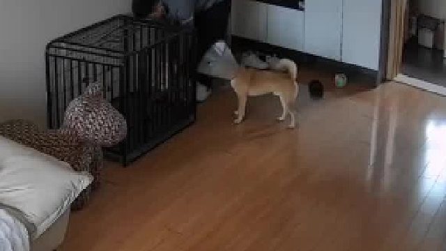 宠物狗突然咬向主人，主人当场出手教训近半小时。