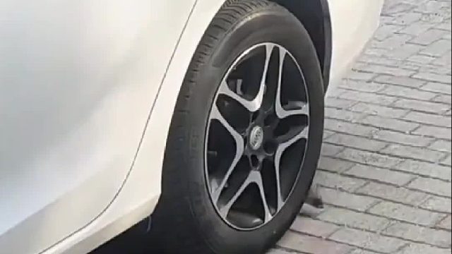 黄鼠狼围着老王车子转圈圈，结果令人匪夷所思