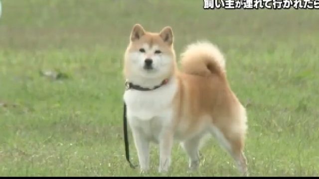 在危机关头，你的狗子会救你吗？
