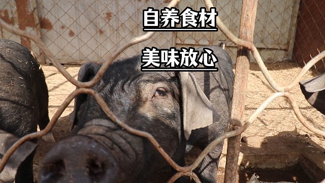 蓟州自种果园｜零添加果蔬 散养土猪，农家放心味