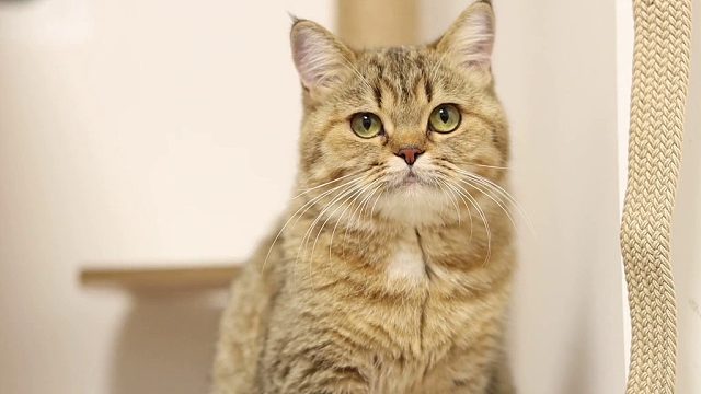 有趣呆呆的猫咪