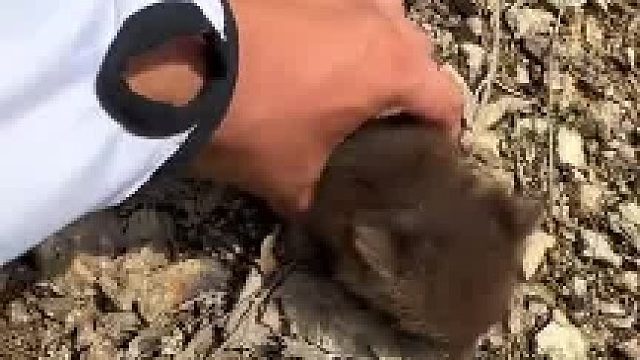 遇见野生小动物，已经严重影响我钓鱼了