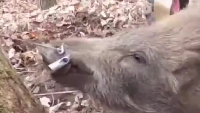 老白山头山脚布置陷阱捉住两百斤大野猪