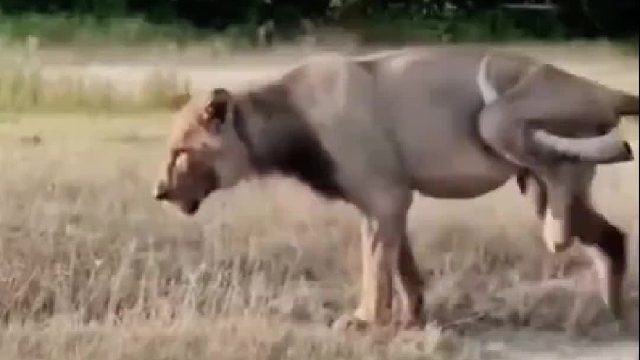 狮子疯狂追击野牛却遭到野牛反杀