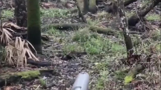豪横至极的野猪竟然冲向丧彪手中冰冷的烧火棍