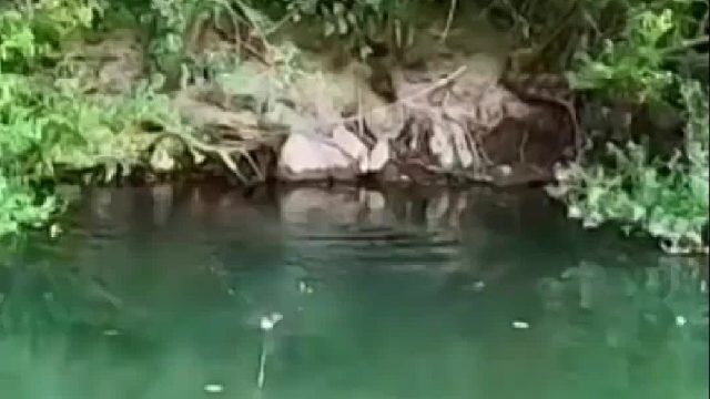 男子丧昆在亚马逊河流刺激钓起一百三十二斤大鱼