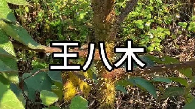 王八木！