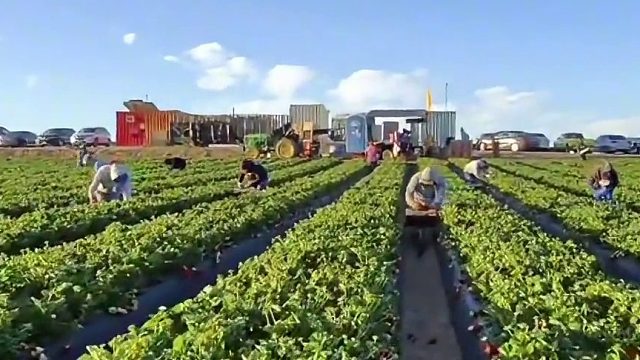 美国加州草莓农场 第一视角沉浸式采摘草莓