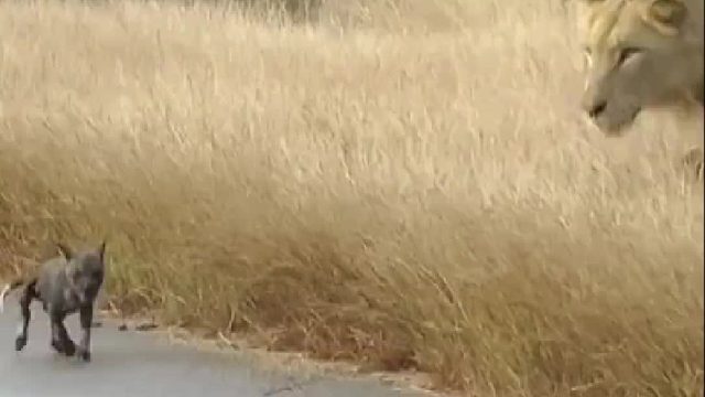 狮子一口便将小野狗吃了，野狗群暴怒复仇