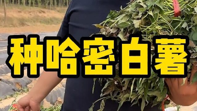 从田间到舌尖每一步都用心，哈密白薯已种下，慢慢生长静静等待，把最朴实的甜留给最懂的人