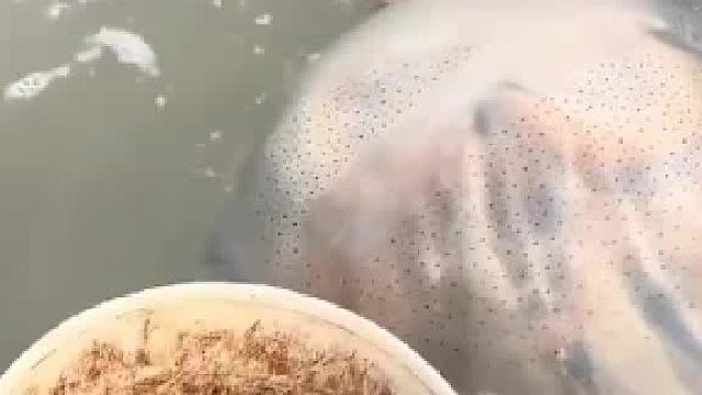 海踅丝[龇牙]
