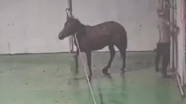 屠夫锁门，马儿意识到了危险狂躁不安，直接下跪求放过