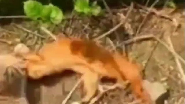 偷吃老母鸡的黄鼠狼被战斗力爆表的猫咪给捉住