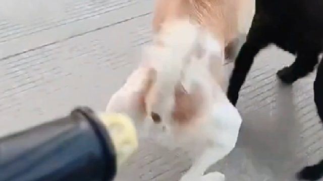 刀疤黄vs城东大黑子！