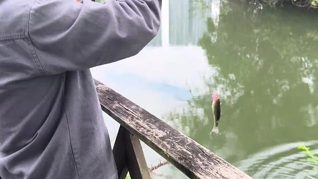 完咯，二两鲈鱼