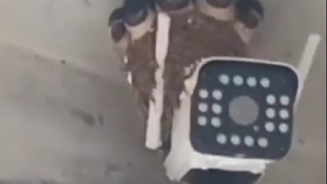 燕子筑巢它的头部就像一个天然的压紧震动器