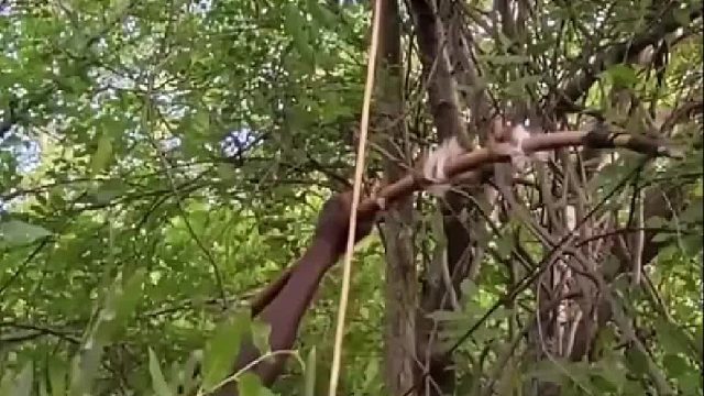 狒狒被原始部落男人抓住一锅炖了