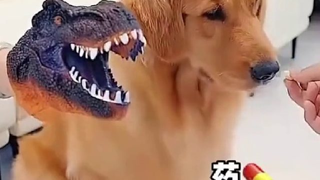 恐龙：干嘛牺牲我的利益满足狗的待遇