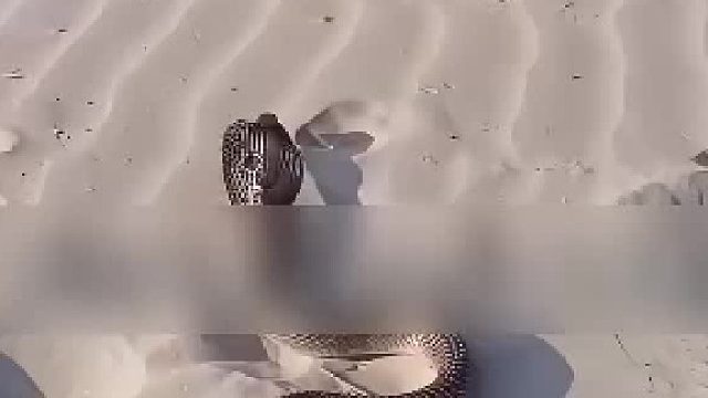 专家是怎么捕蛇的？
