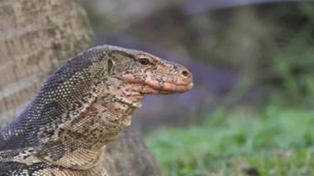 野生实拍动物