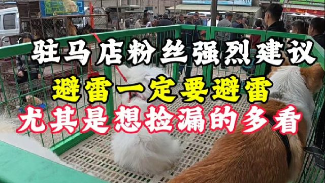 驻马店粉丝狗市踩雷分享，一定要听劝别贪便宜！更别想捡漏！避雷