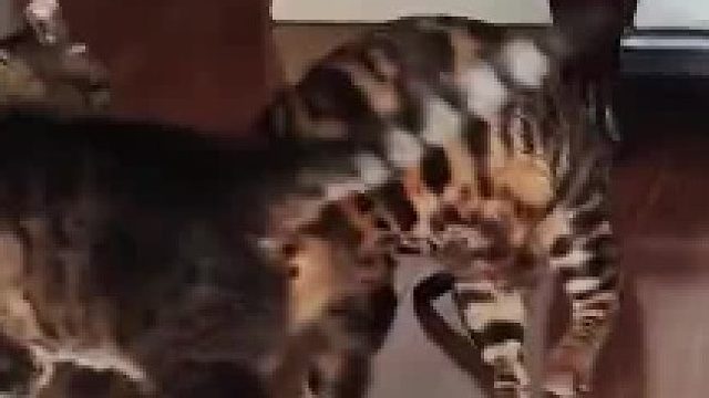 豹猫这么大个，竟然还被狸花猫抱摔。