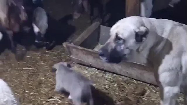 狗妈妈护犊子爆锤山羊奶爸
