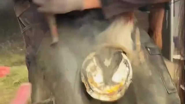 光头佬用烧红铁块强制烙马蹄，简直太酸爽刺激了